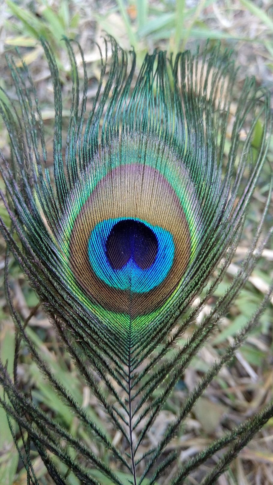 bird, feather, peacock, pattern, nature, color, beautiful, bright, outdoors, animal