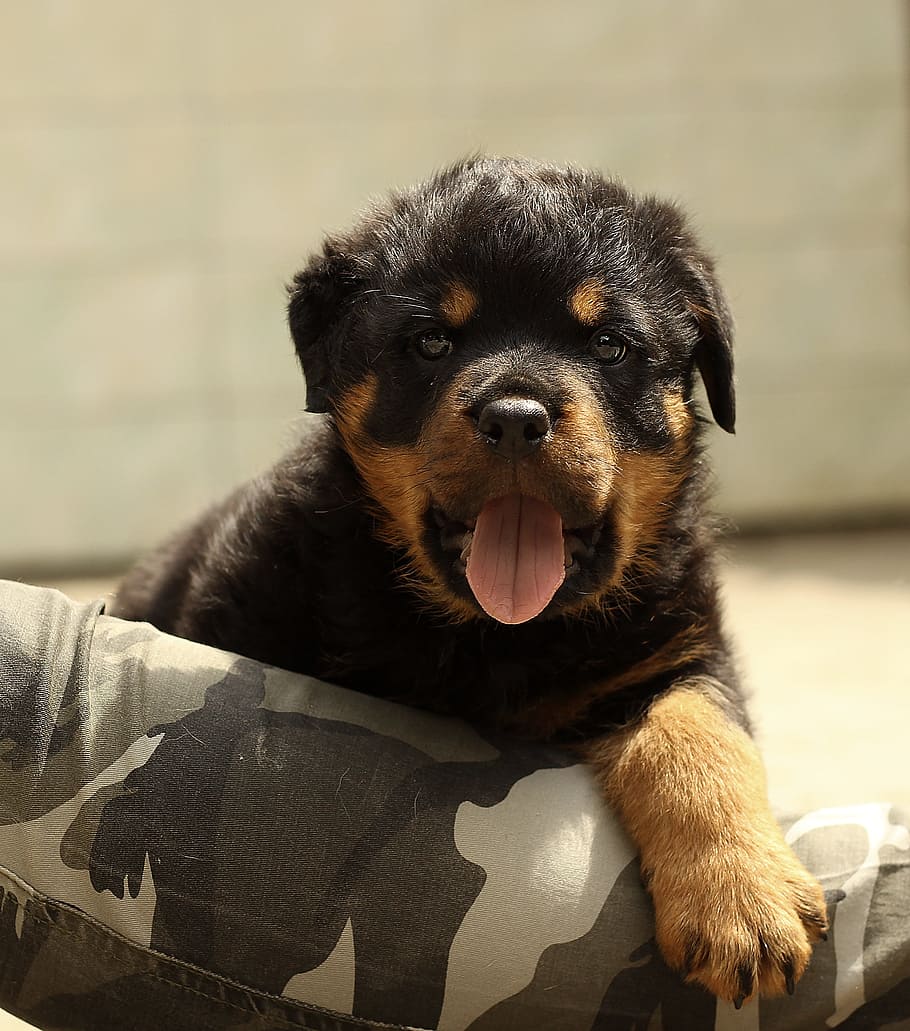 close-up photo, black, tan, rottweiler puppy, cushion, rottweiler, puppy, dog, background, thoroughbred
