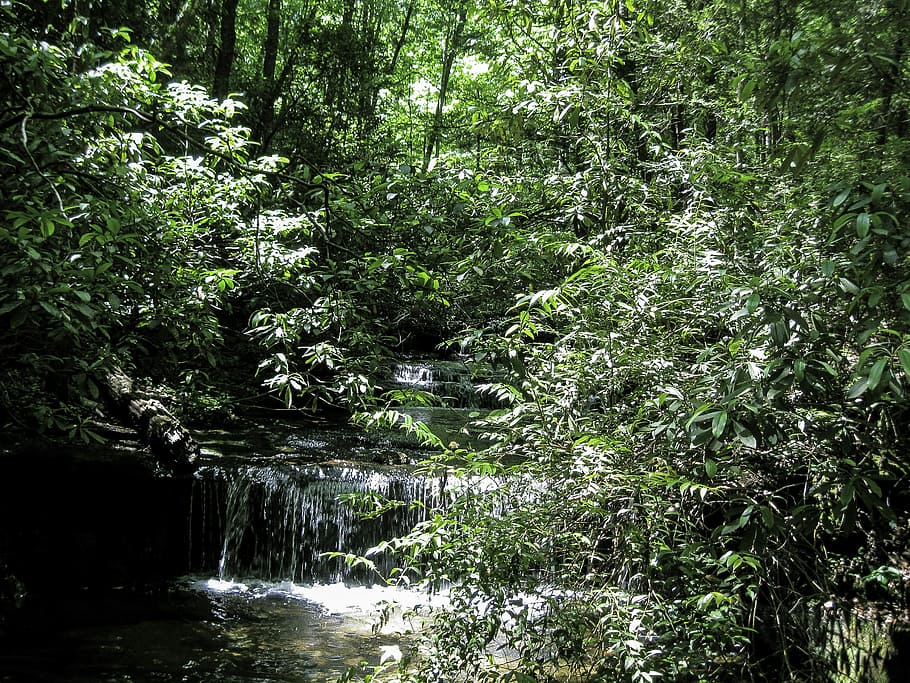 trilha natural de Carrick Creek, sul, carolina, cachoeira, Carrick, riacho, trilha natural, Table Rock State Park, Carolina do Sul, floresta