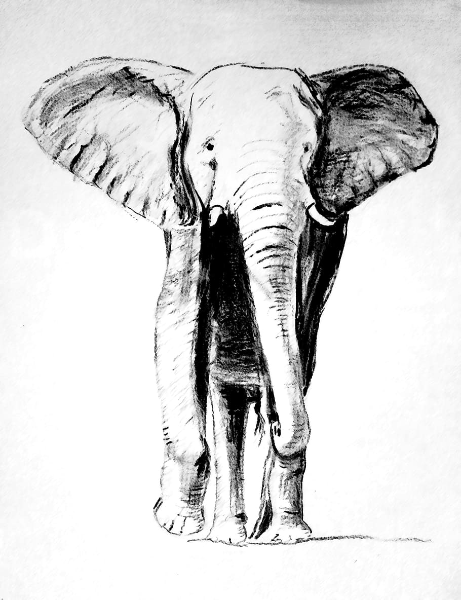 elephant sketch, Elephant, Drawing, Carbon, Pencil, painting, black And White, engraved Image, print, classical Style