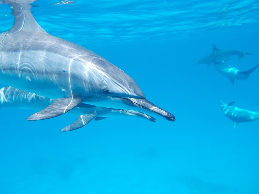 dolphins, underwater, daytime, dolphin, ocean, sea, water, nature, marine, aquatic
