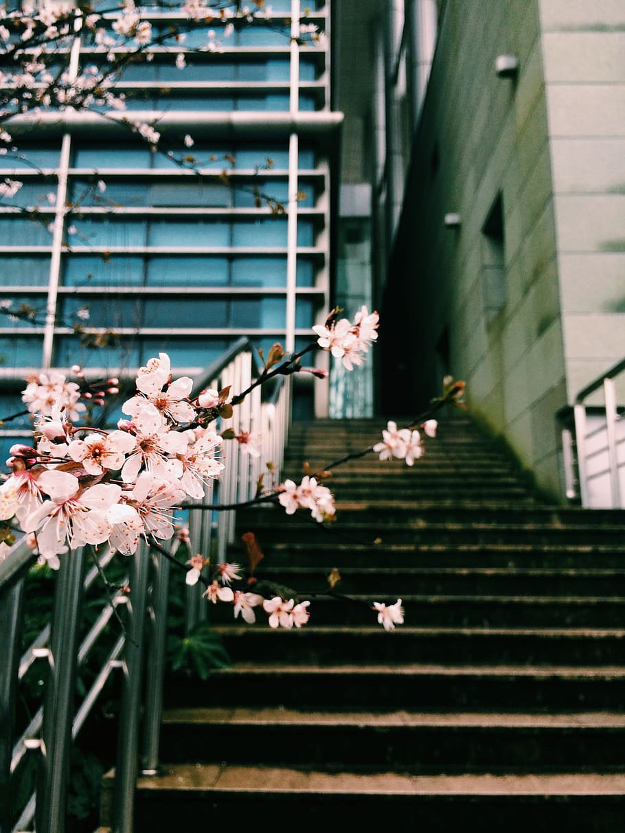 winter, plum blossom, campus, stairs, flower, flowering plant, plant, fragility, vulnerability, growth