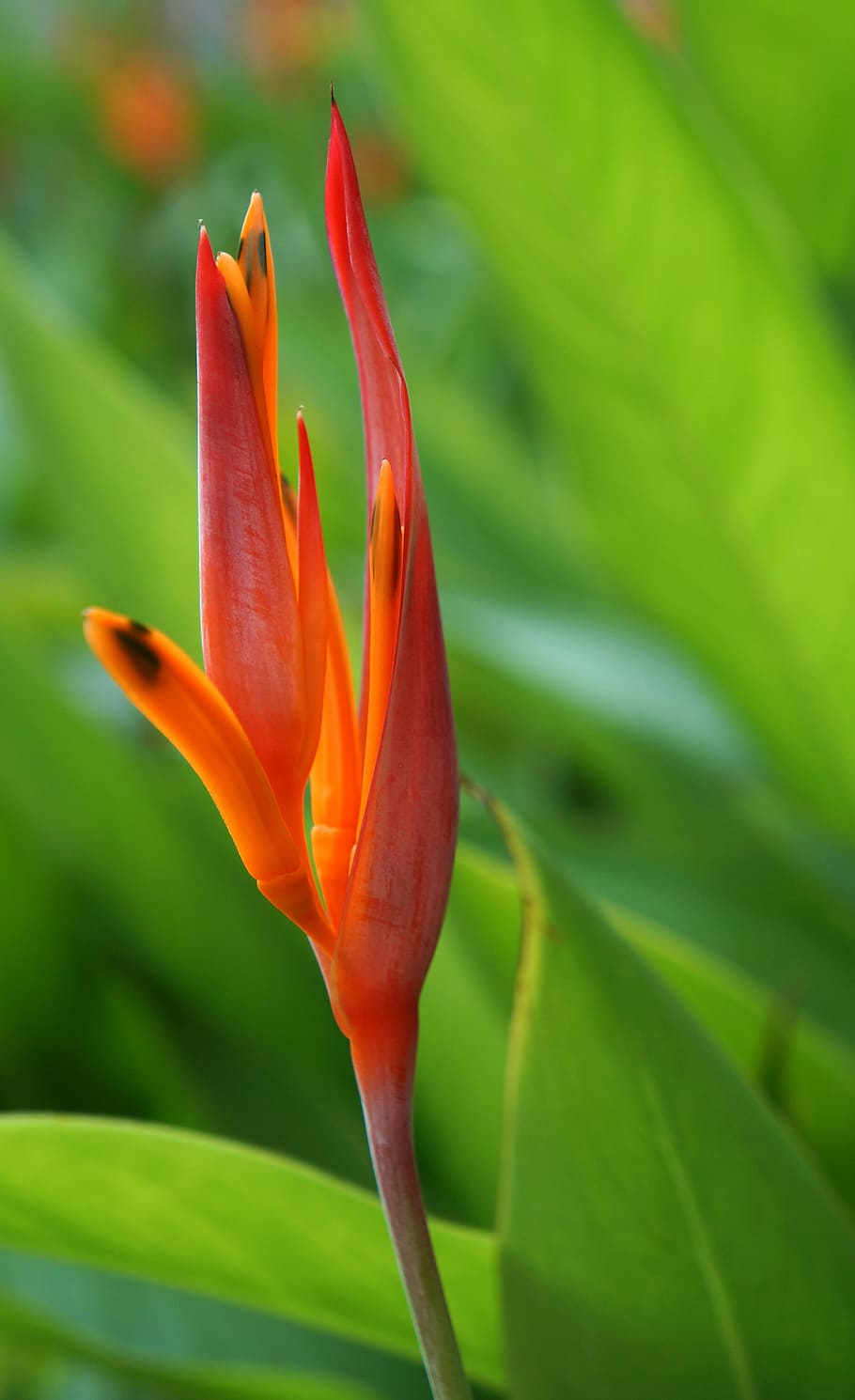 Flower Red Natural Flowers Bloom Growth Beauty In Nature Flowering Plant Plant Vulnerability Fragility Pxfuel