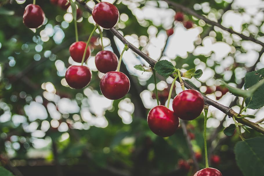 cherries, fruits, trees, branches, nature, food, healthy, fruit, healthy eating, growth
