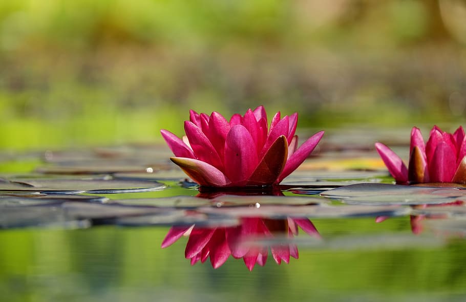 focus photography, pink, water lily, flower, blossom, bloom, flowers, red, mirroring, water