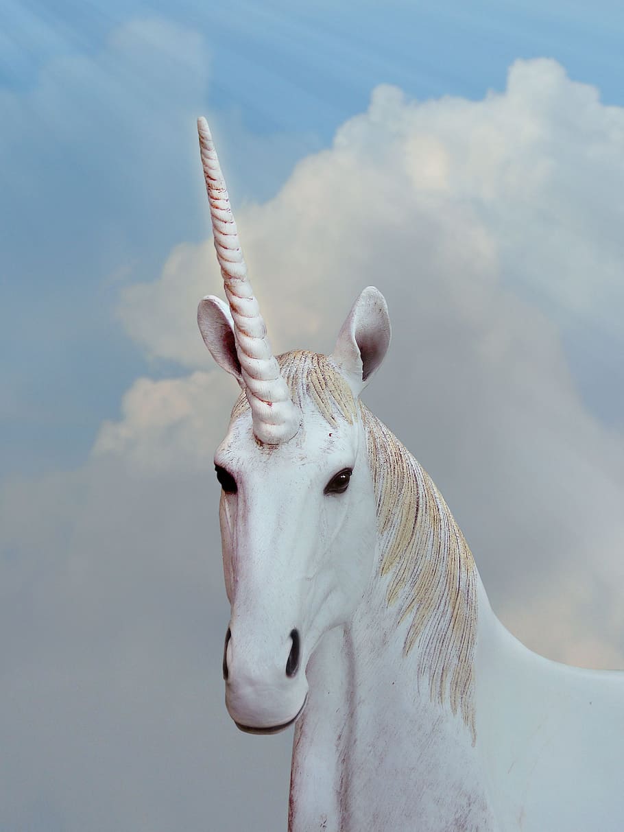 illustration, white, unicorn, fantasy, animal fantasy, animal magic, magic horse, horn, one animal, animal