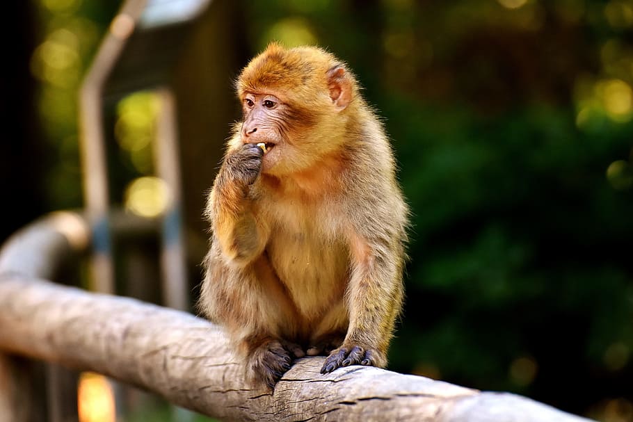 primates, sentado, rama de árbol, mono bebé, mono de Berbería, mono, especies en peligro de extinción, mono montaña salem, animal, animal salvaje