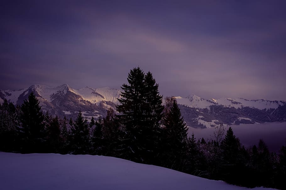 mountain range, snow, pine trees, landscape, wintry, winter, mountains, snowy, nature, lighting