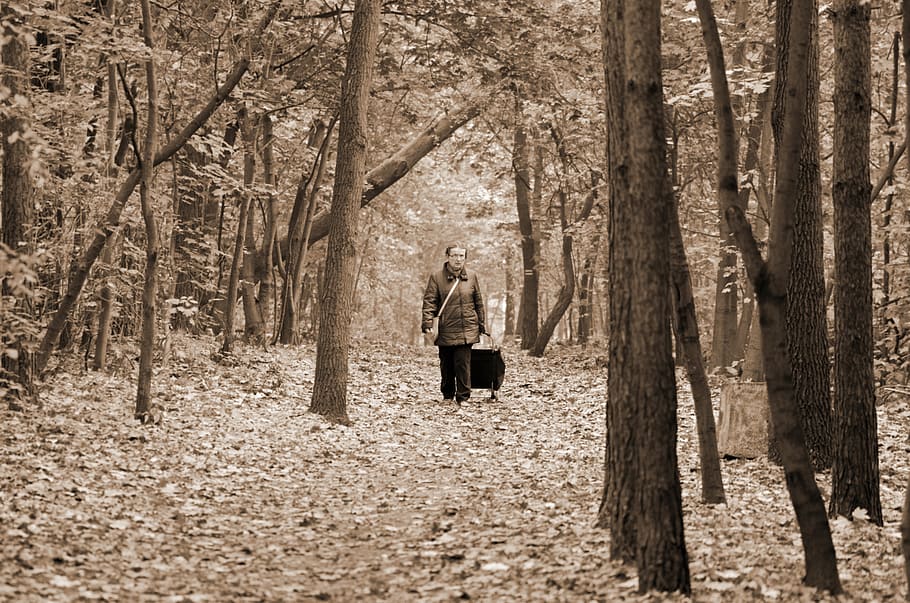 bosque, naturaleza, otoño, árboles, hojas, seco, abajo, mujer, persona, bolsa