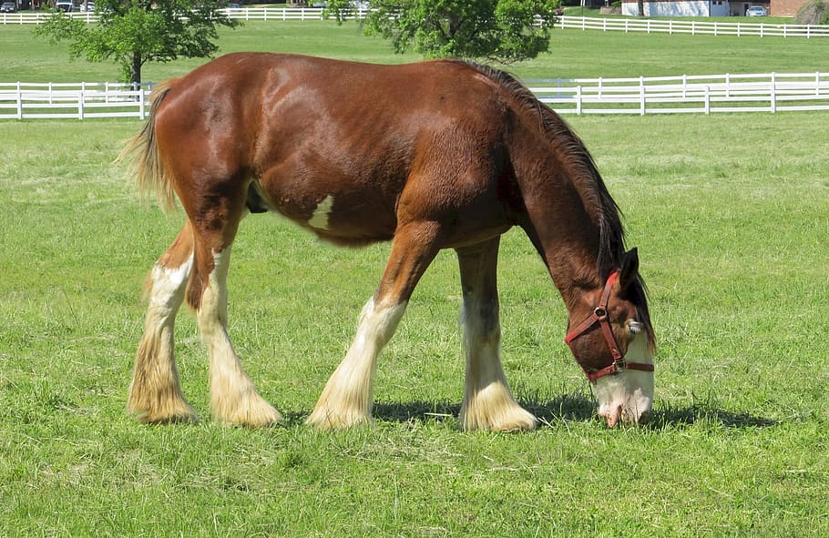 clydesdale, horse, yearling, young, grazing, pasture, corral, fence, paddock, farm