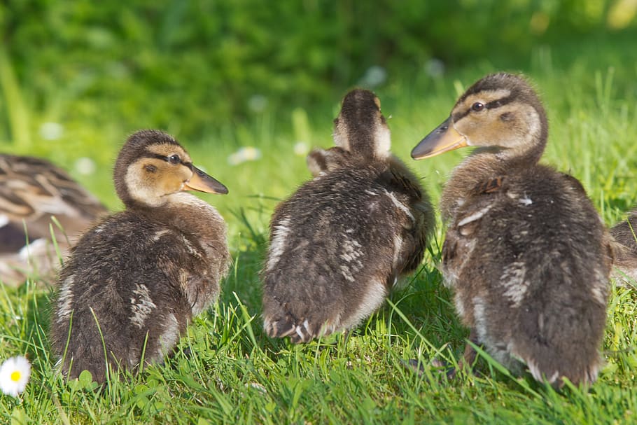 ducks, chicken, water, plumage, water bird, poultry, wild ducks, young, family, young animal