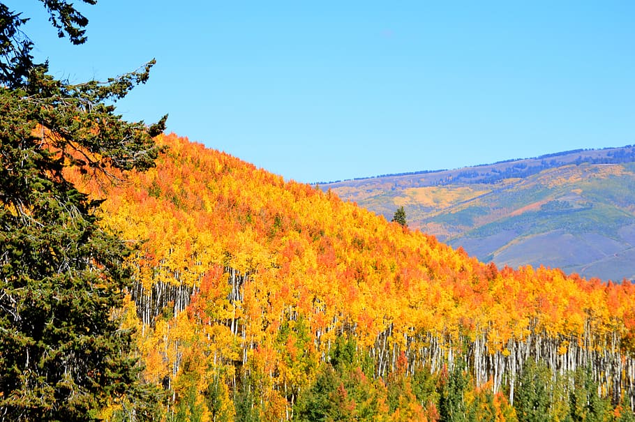 Aspen, Árvores, Amarelo, Paisagem, outono, estação, natureza, floresta, montanha, dourado
