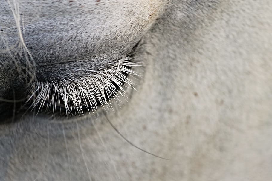 white, horse, eye close-up photo, eye, eyelashes, animal, close, eyelid, view, close up