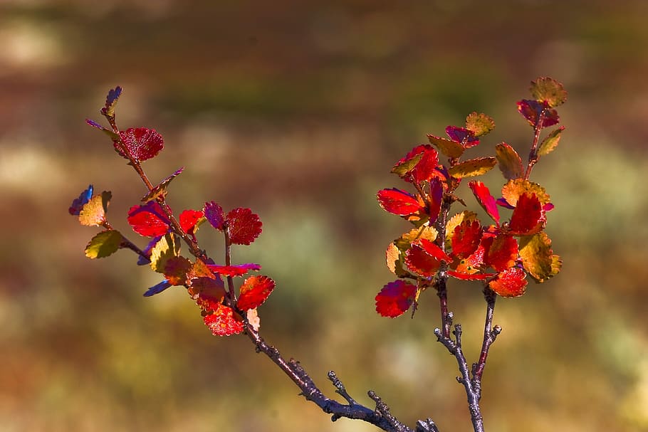 、fjellbjørk、秋の色の性質, 植物, 自然の美しさ, 赤, 花, クローズアップ, 開花植物, フォアグラウンドに焦点を当てる, 鮮度, 成長