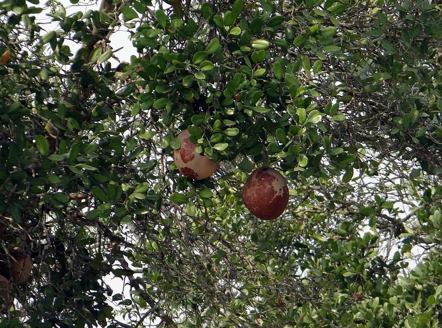dhundhul, árvore dhundal, árvore, árvore de bola de canhão de mangue, xylocarpus granatum, meliaceae, sundarbans, pântano, manguezais, UNESCO