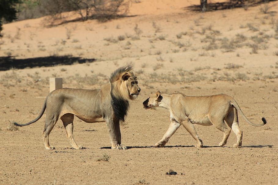 landscape photography, lion, tiger, field, lioness, greeting, desert, wildlife, safari, predator