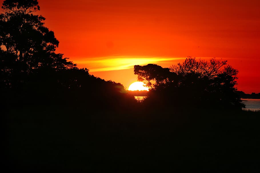 amazonia, puesta de sol, río amazonas, silueta, cielo, árbol, color naranja, pintorescos - naturaleza, planta, belleza en la naturaleza