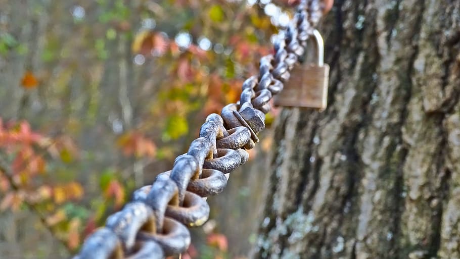 chain, lock, gate, nature, tree, wood, outdoors, iron, perspective, blurry