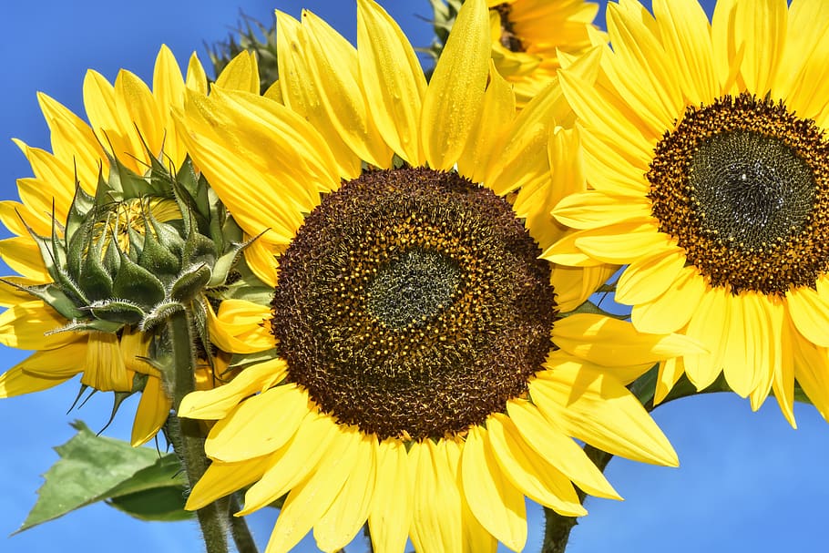 bunga matahari, musim panas, taman, mekar, berkembang, kuning, serangga, helianthus, alam, penyerbukan
