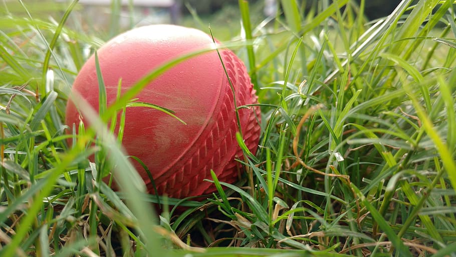 red, cricket ball, grass, cricket, ball, green, plant, green color, close-up, easter