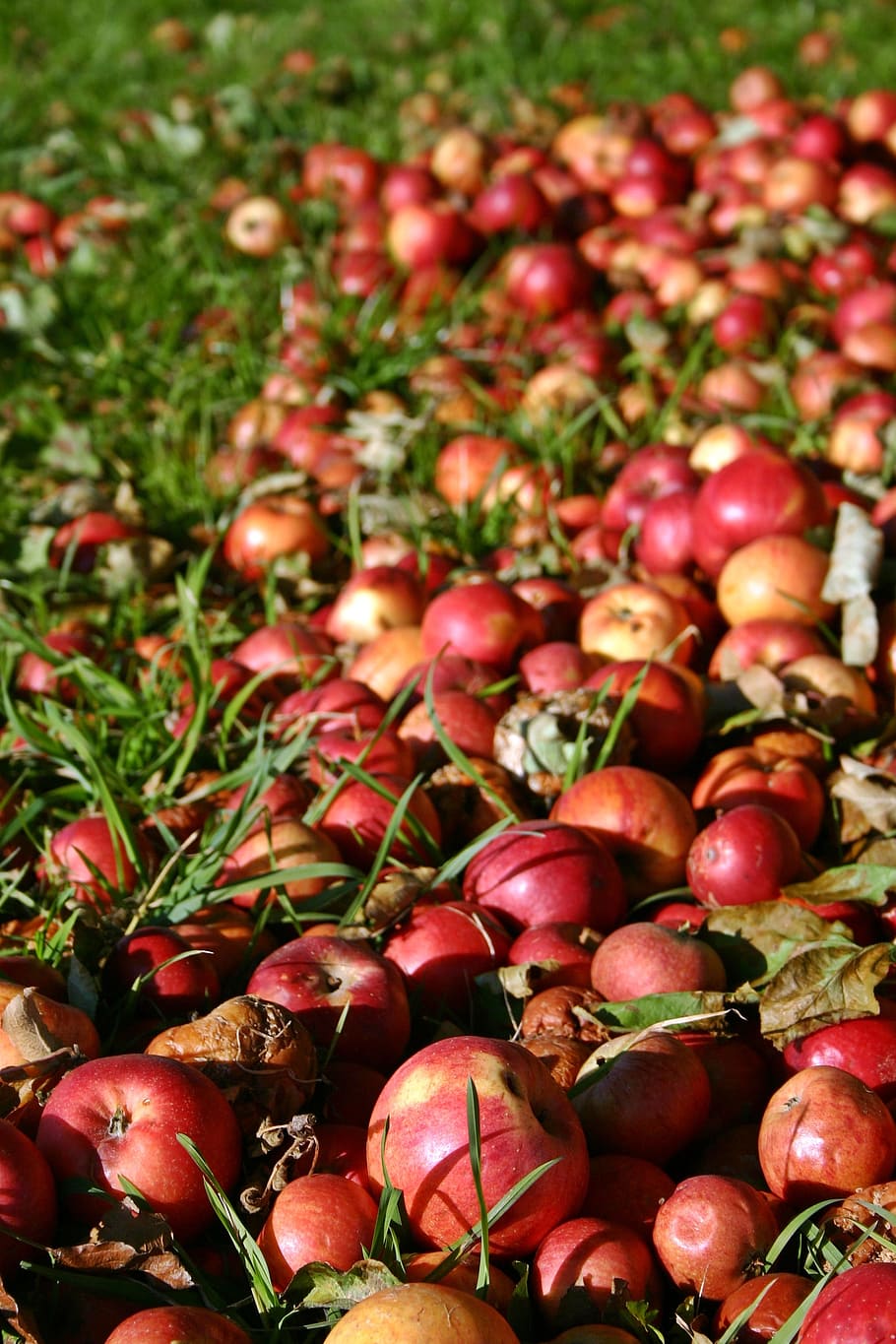 apple, red, windfall, autumn, red apple, fruit, late summer, ripe, meadow, grass