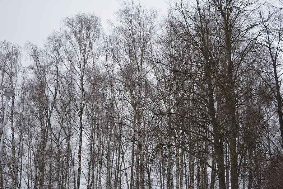 Воздух ясен. Деревья зимой без листьев. Голые деревья зимой. Зима деревья без листвы панорама. Картинки деревьев зимой без листьев.