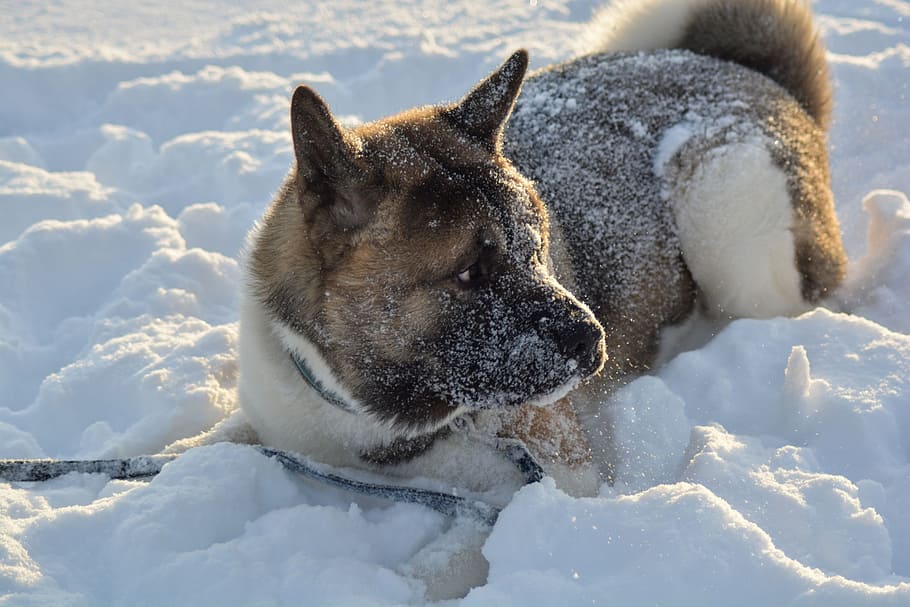 dog, winter, pet, animal, snow, fun, white, canine, outdoors, season