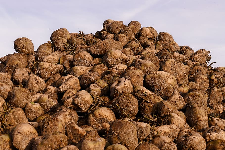 the maximum, sugar beet, beet, vegetable, agriculture, harvest, large group of objects, food, food and drink, nature
