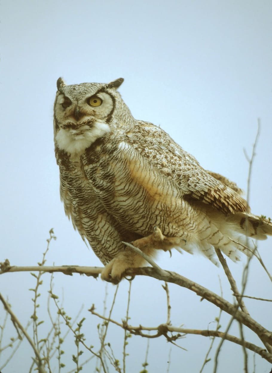 gray, owl, perched, branch, great horned owl, bird, wildlife, nature, beak, predator