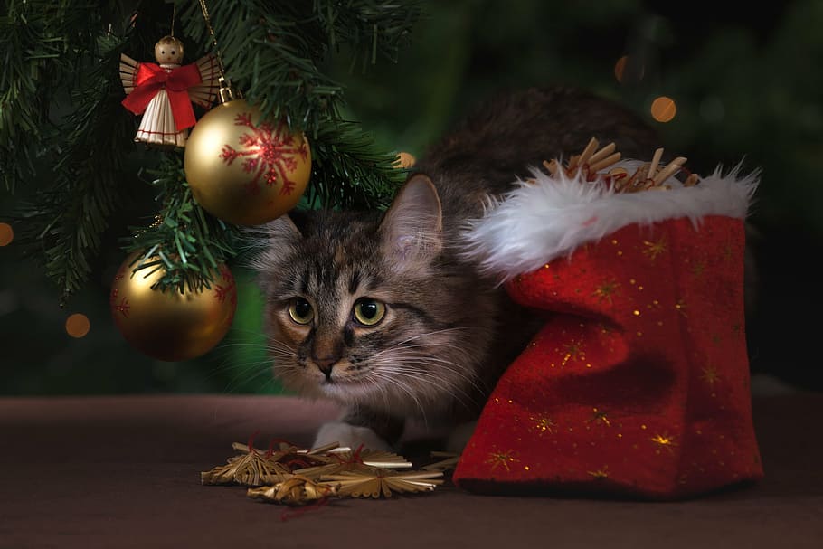 gato tigrado prata, véspera de ano novo, gato, presentes, decorações de natal, árvore de natal, bola, pendurado em uma árvore de natal, vermelho, verde
