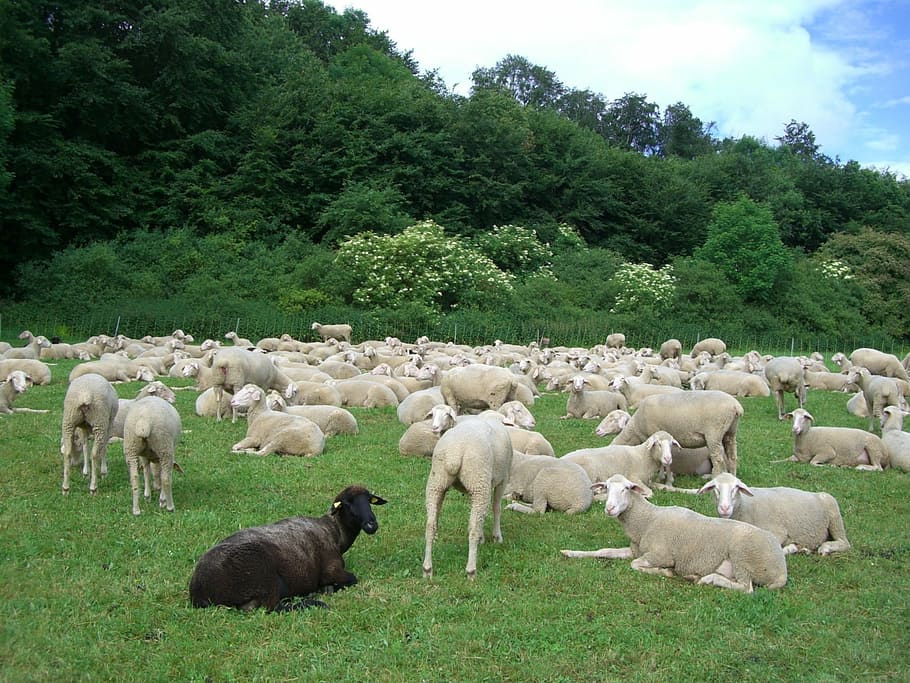 black sheep, sheep, flock of sheep, black, white, flock, meadow, green, grass, nature