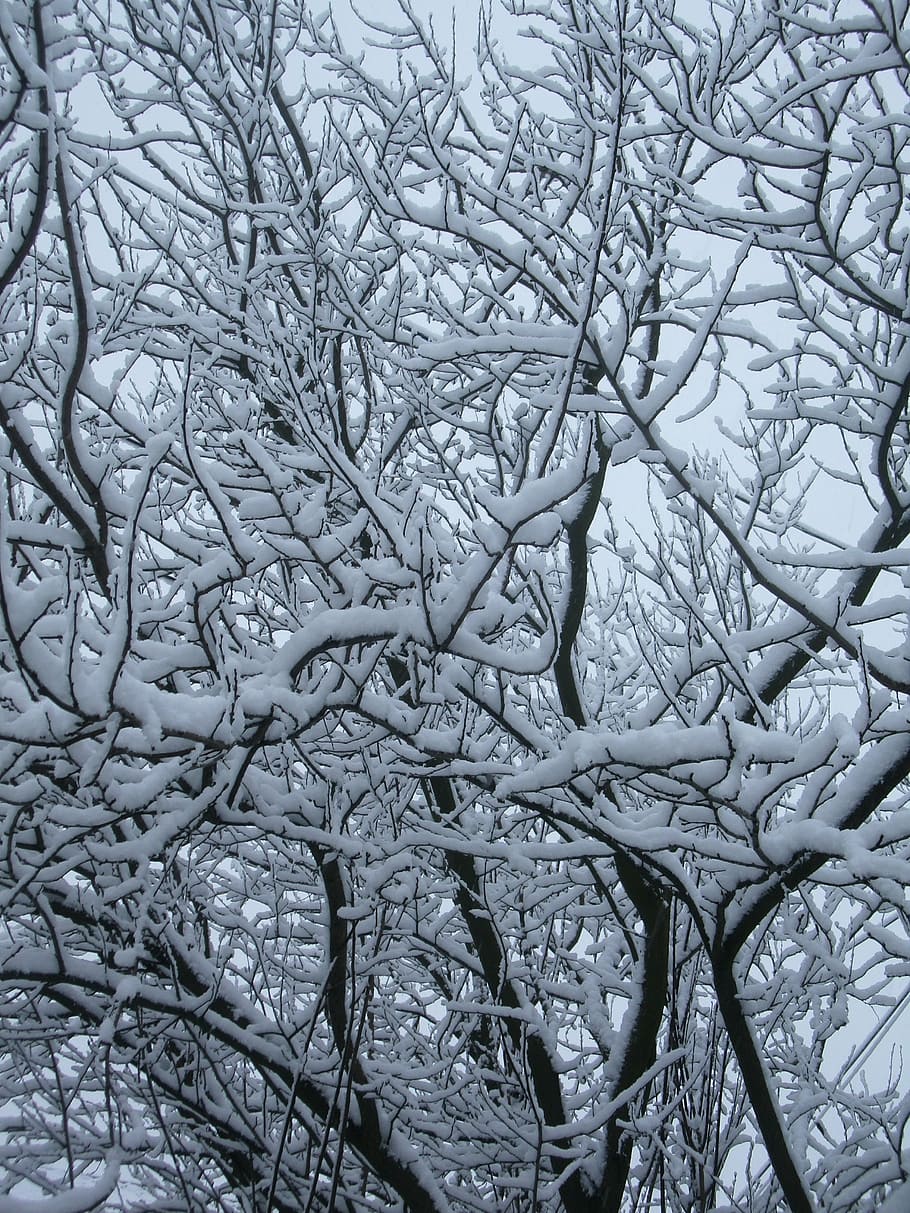 madeira, ramos, neve, nevado, branco, inverno, árvores, invernal, árvore, natureza