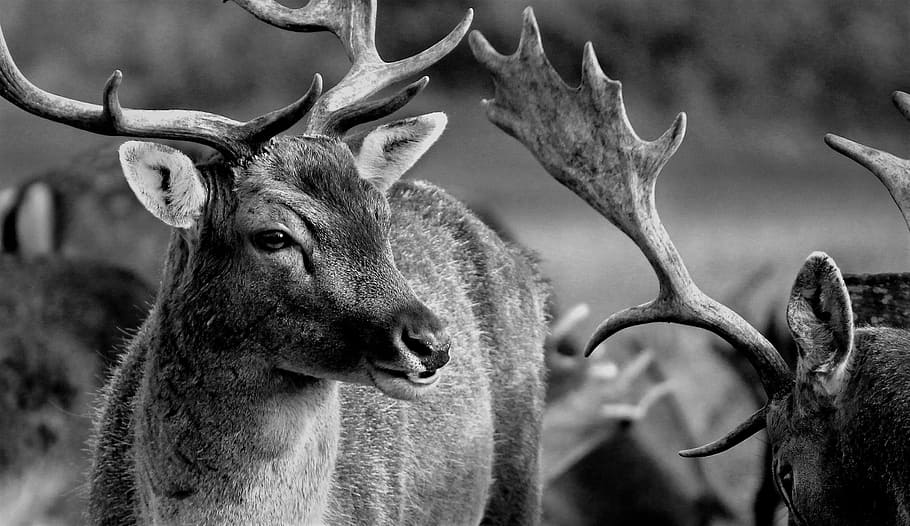 grayscale photography, deer, nature, animals, wild, fauna, wild animals, animal wildlife, antler, animal head