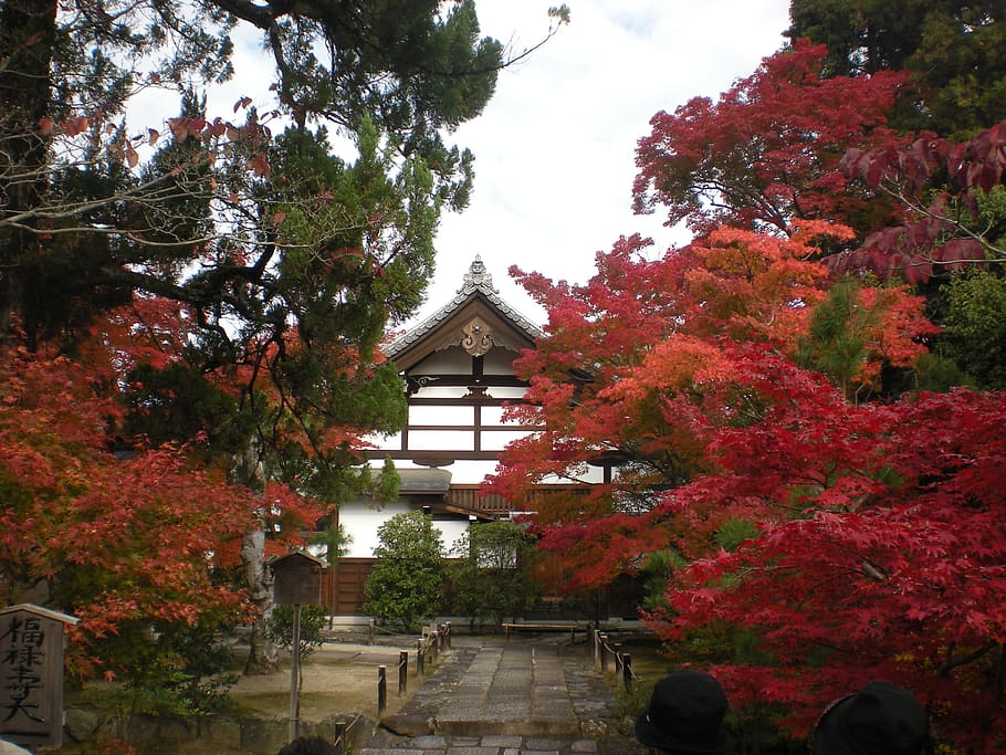 京都, 日本, 秋, 紅葉, 寺院, 木, 家, 屋外, 葉, 建築