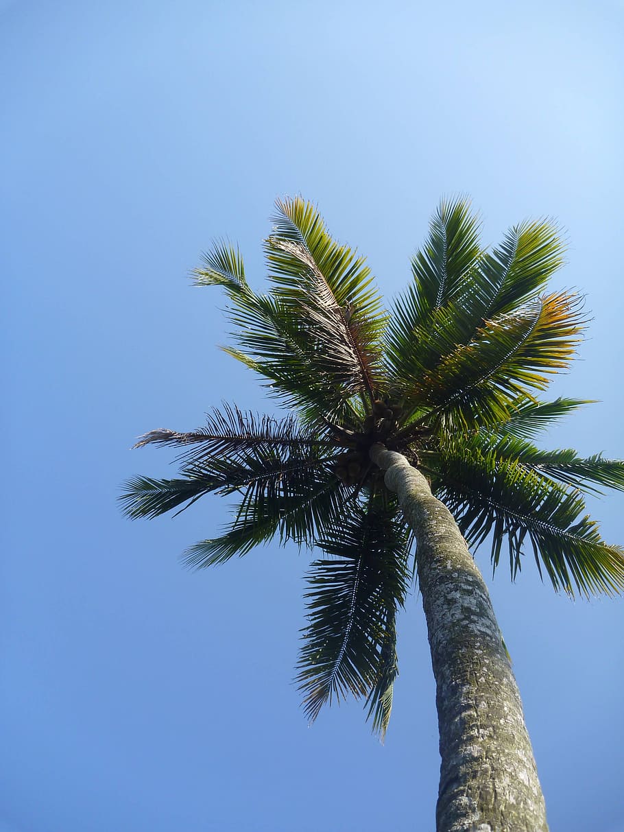 worm, eye view photo, pal tree, daytime, palm tree, blue, sky, leaves, paradise, tropical