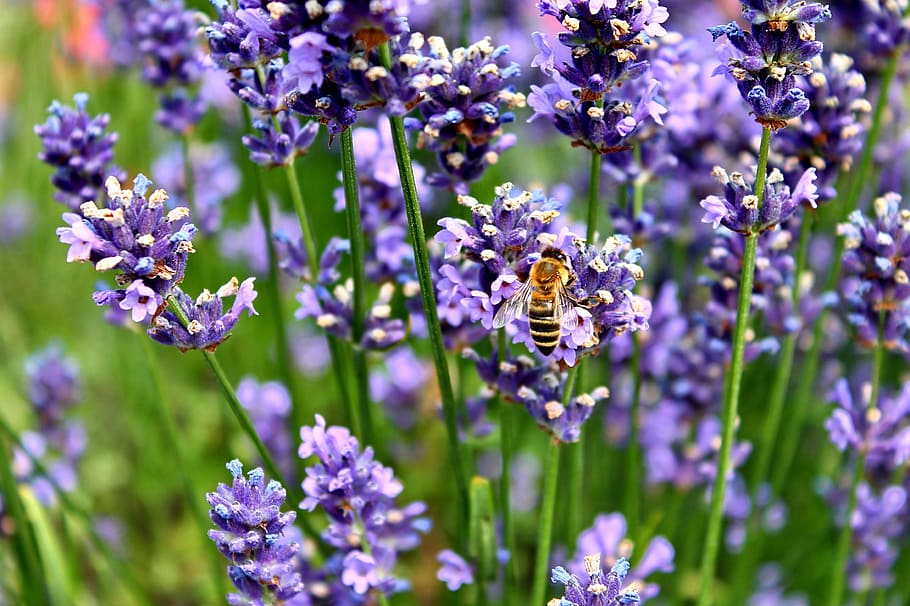 lavender, bee, hummel, purple, insect, violet, lavender blossom, pollination, true lavender, lavandula