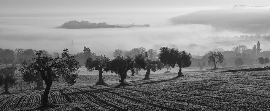 trees on field, olive harvest, fog, olive trees, field, castelfidardo, brands, morning, autumn, winter