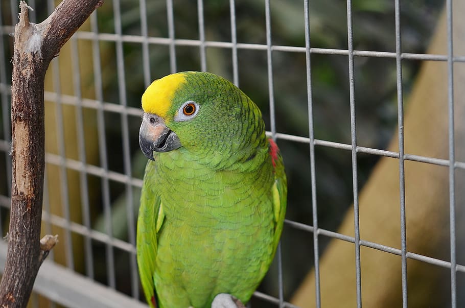 Parrot, Macaw, Bird, Fence, Chain, green, fencing, encaged, cage, captivity