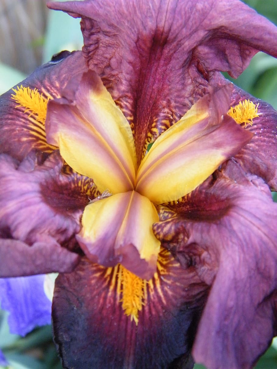 iris, macro, color, flower, violet, nature, bicolor, flowering plant, fragility, vulnerability