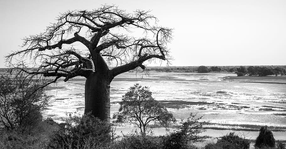 baobab tree, tree, silhouetted, chobe river, ngoma bridge, border post, botswana, hi key, panoramic, nature