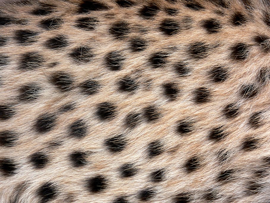coklat, tekstil bulu, hitam, bintik-bintik, cheetah, liar, hewan liar, margasatwa, kucing besar, terlihat