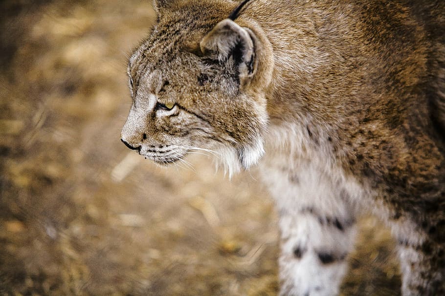 iberian lynx, profile, lavirian, animal, animal wildlife, animal themes, animals in the wild, one animal, mammal, feline