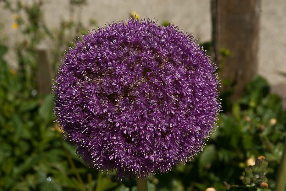 flower, allium, garlic giant, purple flower, nature, purple, plant, summer, close-up, flowering plant