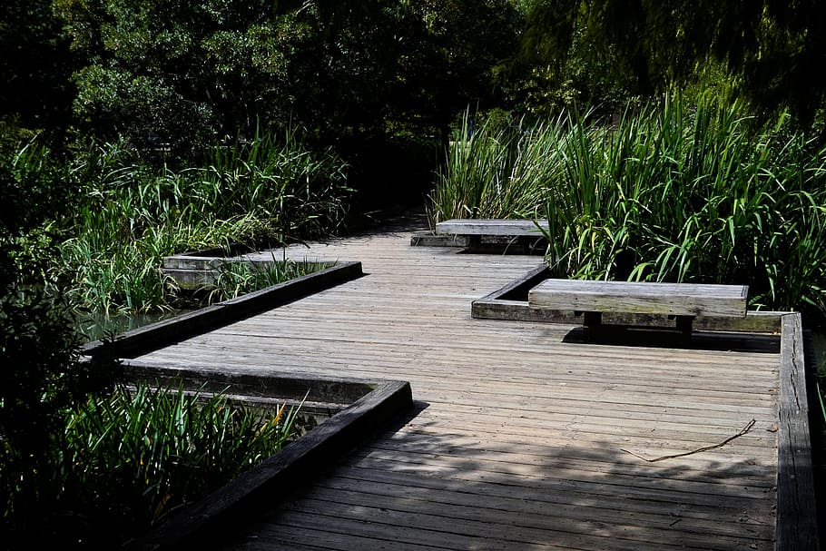 empty, brown, wooden, dock, bushes, herman park, path over creek, wooden walkway, elevated path, outdoor