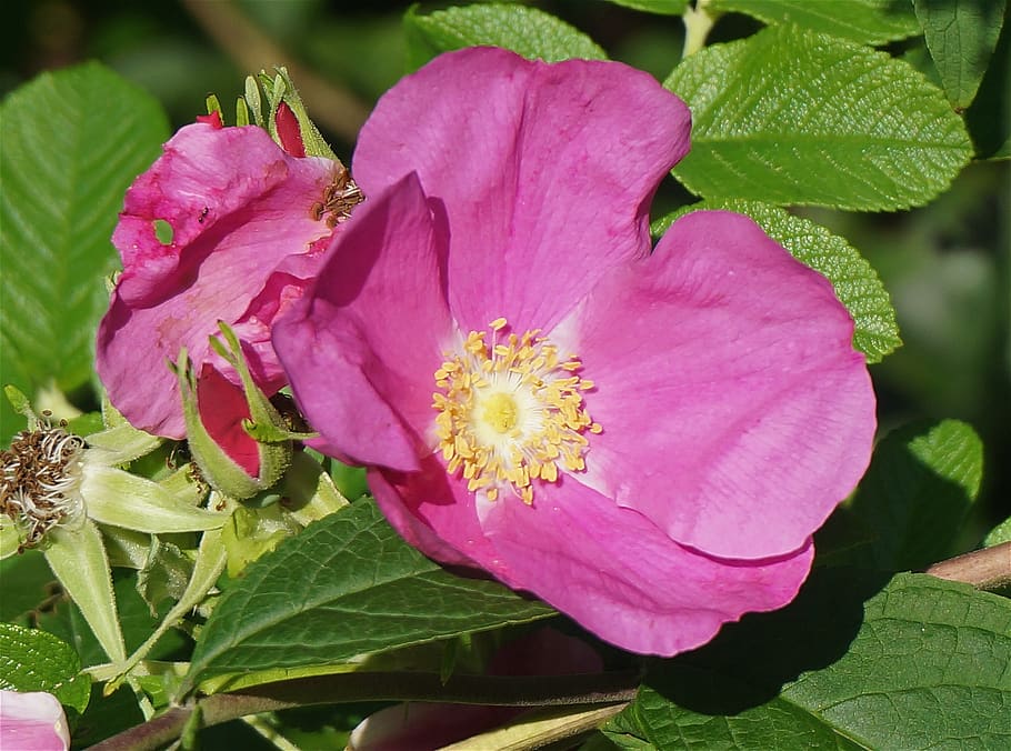 rugosa rose, rose, pink, leaves, flower, blossom, bloom, garden, nature, natural