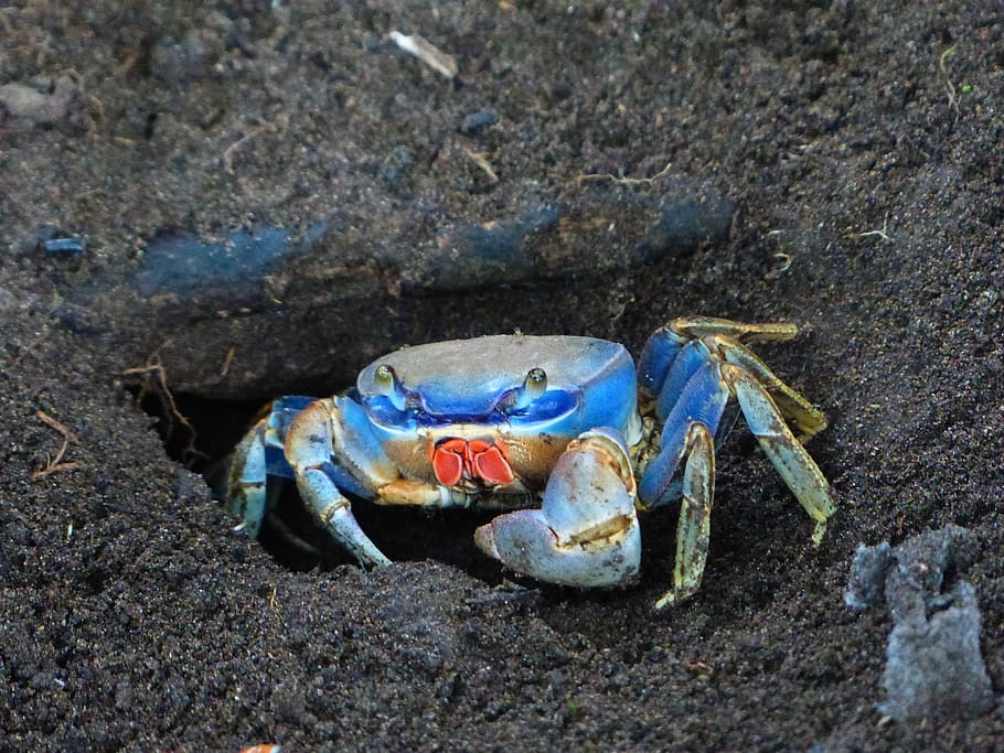 cardisoma guanhumi, west atlantic land crab, blue, colorful, hide, foxhole, ground, cave, animal themes, animal