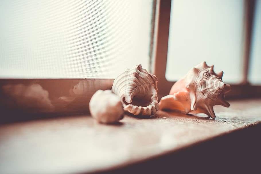 sea shells, window, sill, objects, decor, indoors, still life, table, selective focus, close-up