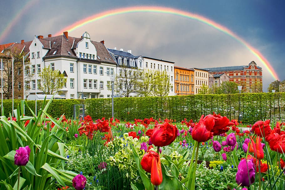 zeitz, saxônia-anhalt, alemanha, cidade velha, edifício antigo, castelo, schlossgarten, parque do castelo, flores, chuva de primavera