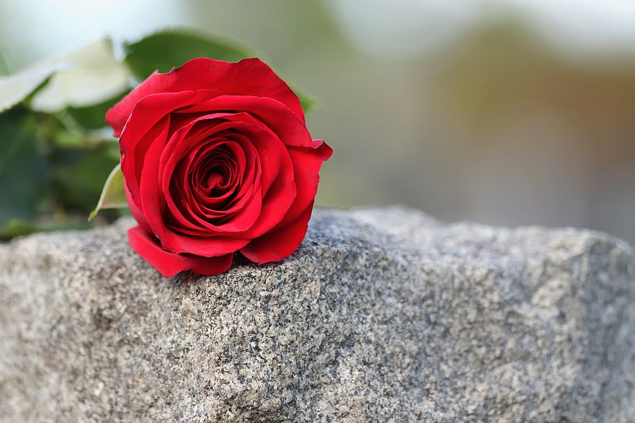 single red rose, love symbol, grey marble, gravestone, loving memory, outdoor, rose, rose - flower, flower, flowering plant
