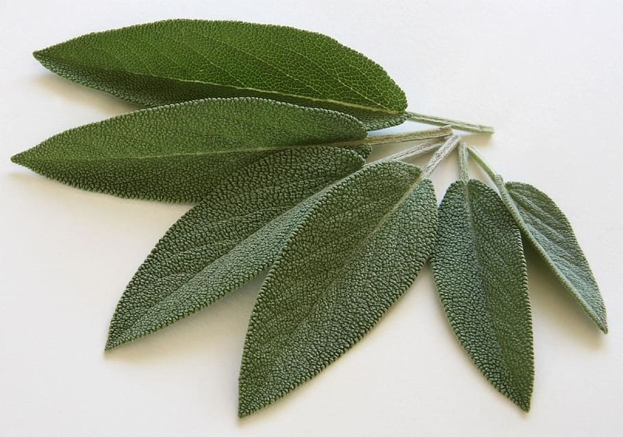six green leaves, sage, spice, kraeuer, sage leaves, food, eat, edible, leaf, nature